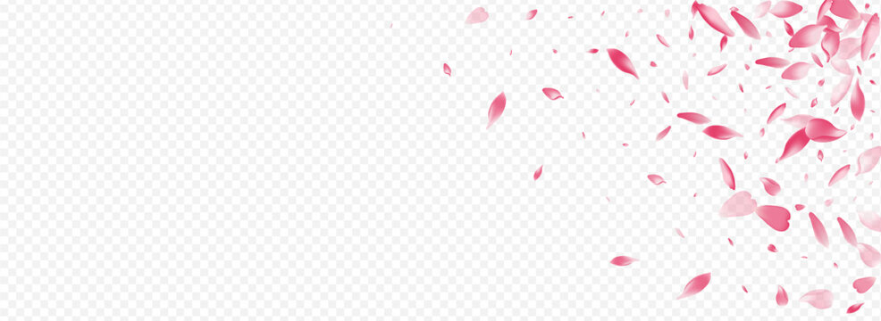 Color Rosa Vector Panoramic Transparent