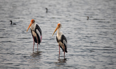 Adult painted stork (Mycteria leucocephala), foraging in a lake