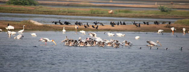 Water birds in a lake. Pelican flock in fishing activity. Pelicans,egrets,spoonbill and painted storks in a lake.