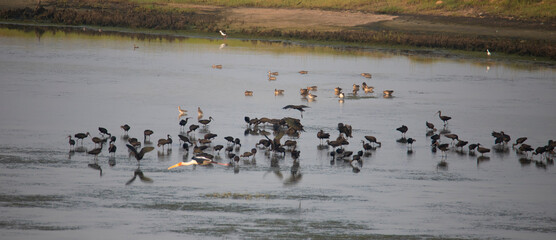 Water birds in a lake. Glossy Ibis flock and Spot billed duck flock in a lake