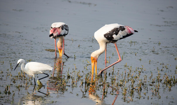 Adult painted storks (Mycteria leucocephala), searching food in a lake