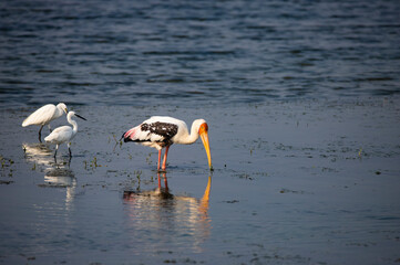 Adult painted stork (Mycteria leucocephala), searching food in a lake
