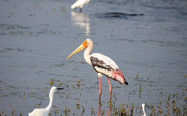 Adult painted stork (Mycteria leucocephala), foraging in a lake