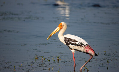 Adult painted stork (Mycteria leucocephala), standing in a lake
