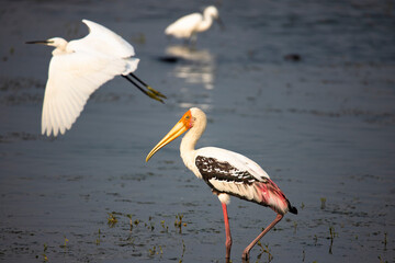 Adult painted stork (Mycteria leucocephala), foraging in a lake