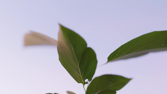 Time lapse of a plant growing out of the ground with sky in the background