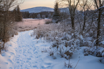 winter landscape in the forest