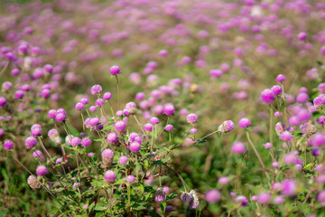 Fototapeta premium ヒメツルソバと、ヒメツルソバを撮る女性
