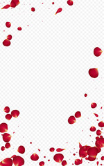 Delicate Petal Flying Vector Transparent