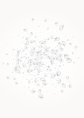 Delicate Petal Vector Light Background. Gray