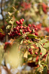 Nature in autumn in Lithuania