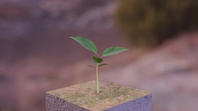 Rotating Time lapse of a plant growing out of the ground block
