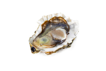 Fresh raw oyster on white or invisible png background