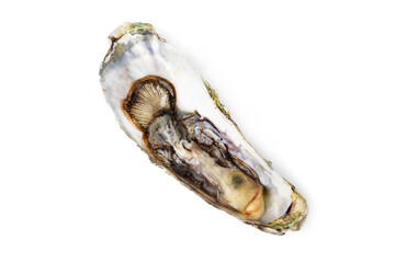 Fresh raw oyster on white or invisible png top view background