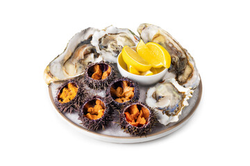 fresh seafood platter, Raw sea urchin and oysterson white or invisible png background