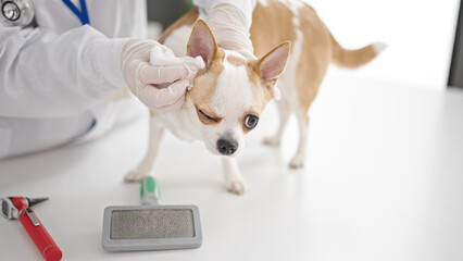 Young hispanic woman with chihuahua dog veterinarian cleaning dog ears at veterinary clinic