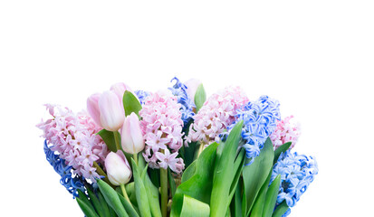 hyacynth and tulips flowers isolated on transparent background 