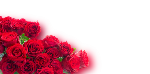 Crimson red rose flowers