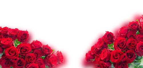 Crimson red rose flowers - obrazy, fototapety, plakaty