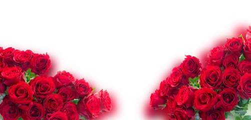 Abwaschbare Fototapete Dämmerung Crimson red rose flowers