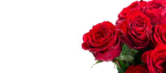 Crimson red rose flowers