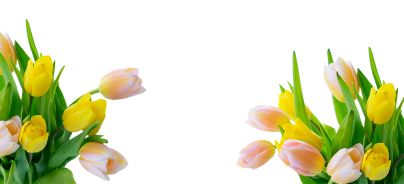 Tulips flowers isolated on transparent background