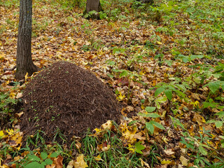 A large anthill in the autumn forest 