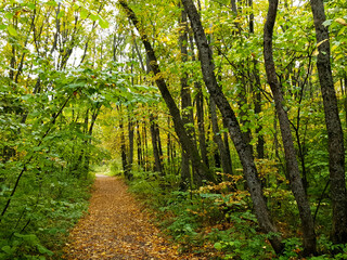 Fototapeta premium Autumn landscape with a path among forest trees 