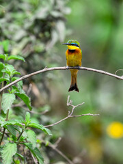 Little Bee-eater perched on tree branch against green background