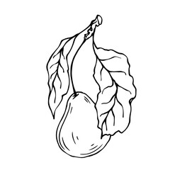 Line sketch, coloring of a pear. Vector graphics.