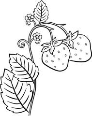 Wild Strawberry for Coloring Page. Forest Ripe Berries. Strawberry Flowers and Green Leaves. Vector illustration