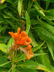 orange chrysanthemum flower