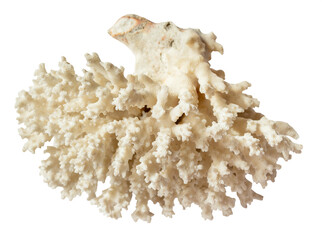 dried white coral branch isolated on white background