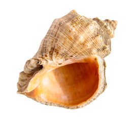 empty sea shell of rapana mollusk isolated on white background