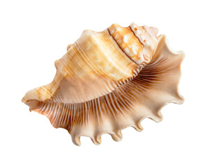 empty sea shell of conch mollusk isolated on white background