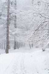 Snow covered winter park during snowfall