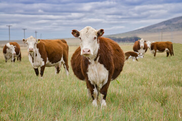 Pregnant brown and white Polled Hereford cow standing looking at the camera next to other similar specimens in an Argentine field