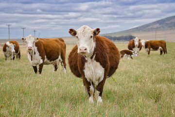 Pregnant brown and white Polled Hereford cow standing looking at the camera next to other similar...