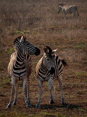 two zebras in the evening