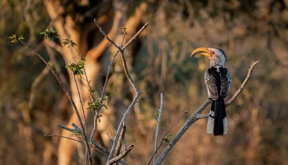 Southern yellow-blled hornbill sitting on a dry bush © Jynkxbert