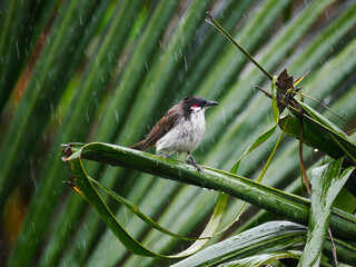 Red Whiskered Bulbul bird perching in natural environment in rainy weather 