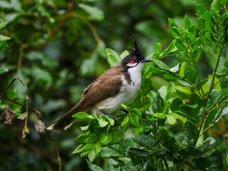 Red Whiskered Bulbul bird perching in natural environment in rainy weather 