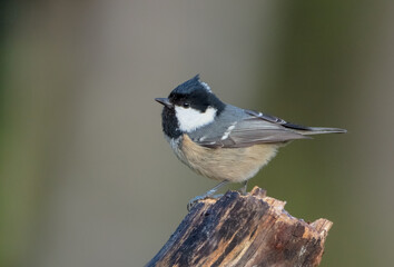 Coal tit in autumn at a wet forest