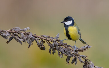 Obraz premium Great tit in autumn at a wet forest