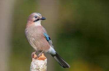 Eurasian Jay - in autumn  at the wet forest