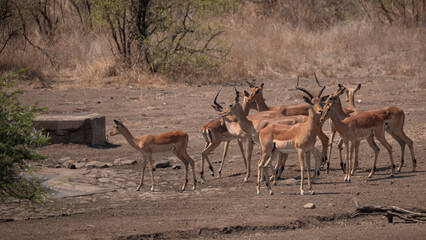 Naklejka na ściany i meble Impala antelopes at a water hole