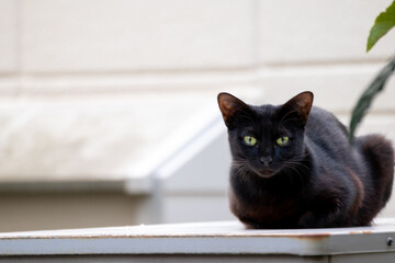 物置の上に座るカメラ目線の黒猫 - obrazy, fototapety, plakaty
