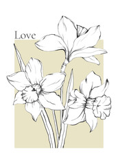 Hand drawn narcissus,  card with daffodil flowers on Valentine's day