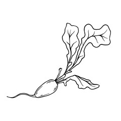 Linear sketch, coloring of radish root vegetable. Vector graphics.