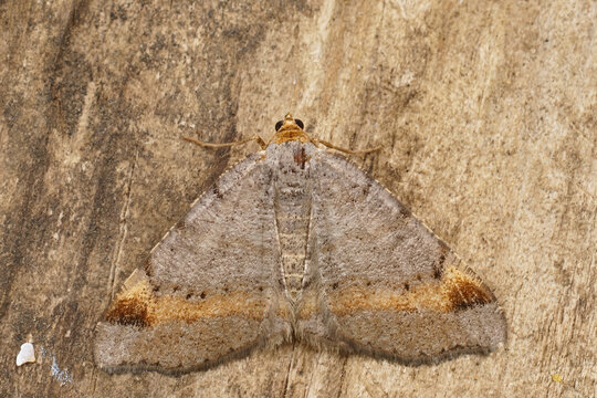 Closeup on a Tawny-barred Angle geometer moth, Macaria liturata, with spread wings